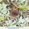 erebia hewitsonii zekari female 2